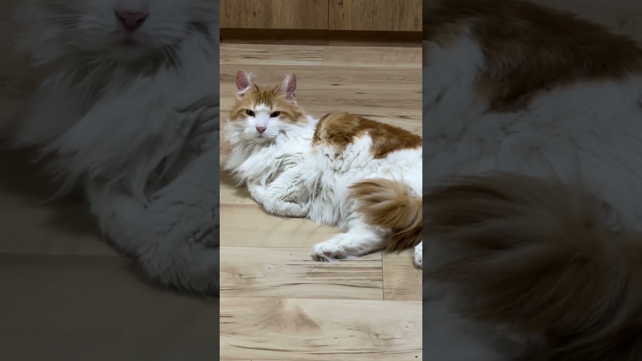 耳毛に寝癖がついている猫#shorts 【マリー（メインクーン）】