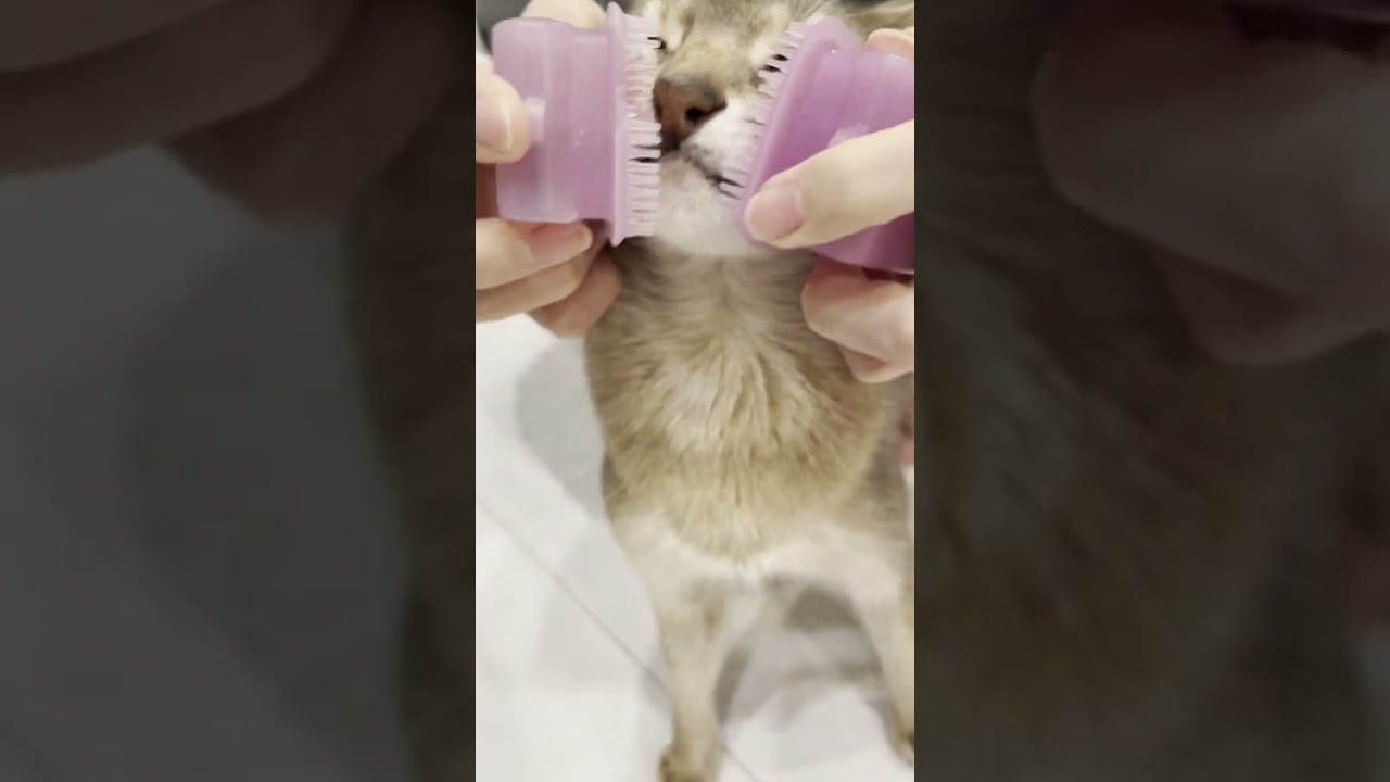 ブラッシング好きなアビシニアン