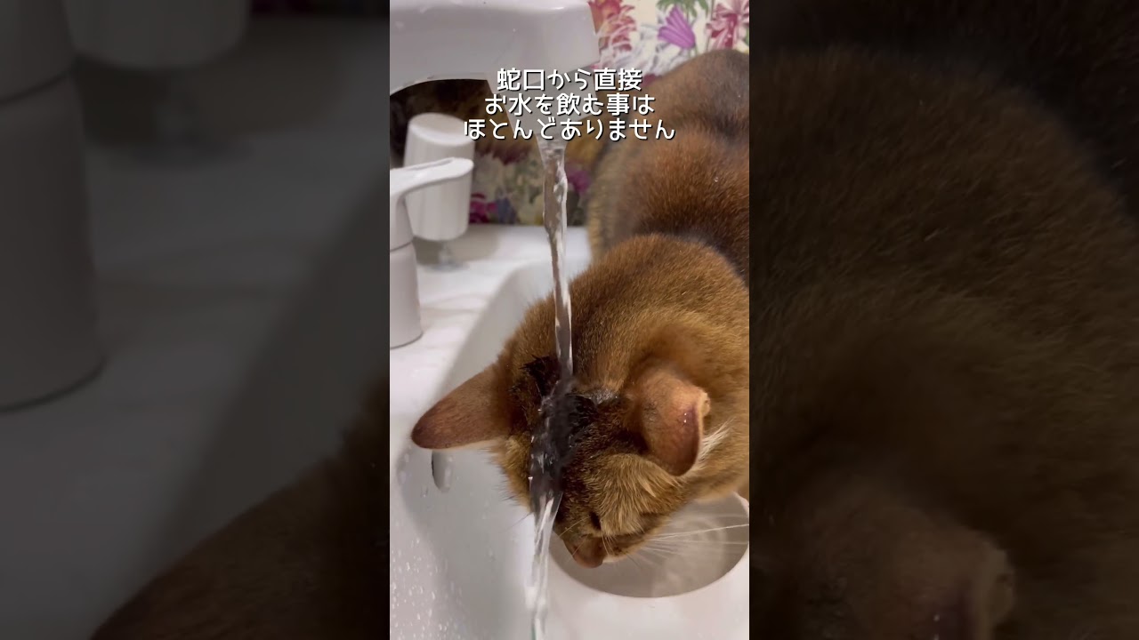 多頭飼いの日常／ソマリとアビシニアン