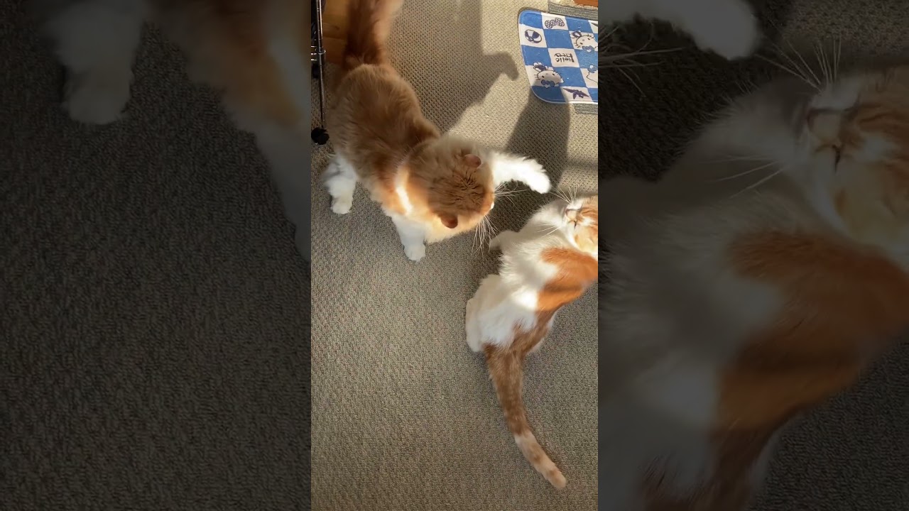 体が小さくても負けないぞ #shorts  #猫 #アメリカンカール #cat