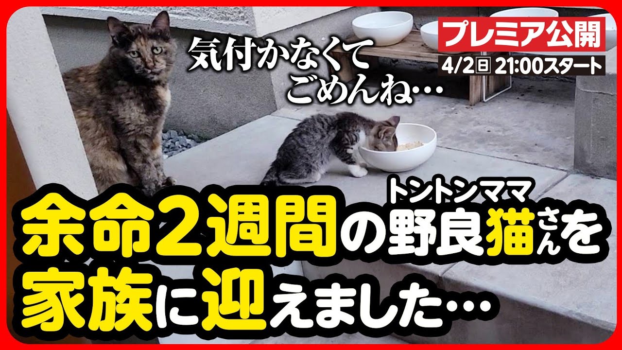 【号泣】ボロボロの体で子猫を託しに来た母猫さんを…家族に迎えました