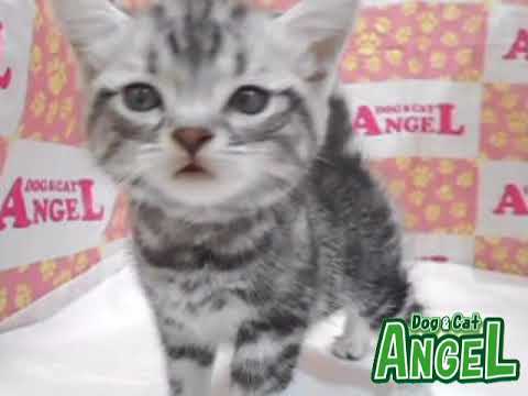 アメリカンショートヘアー 2303129 【ペットショップエンゼル　子犬・子猫販売】