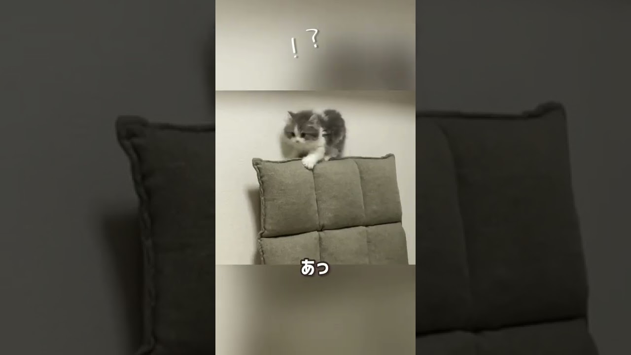 自分で登ったのに降りれなくなる子猫【ラガマフィン】