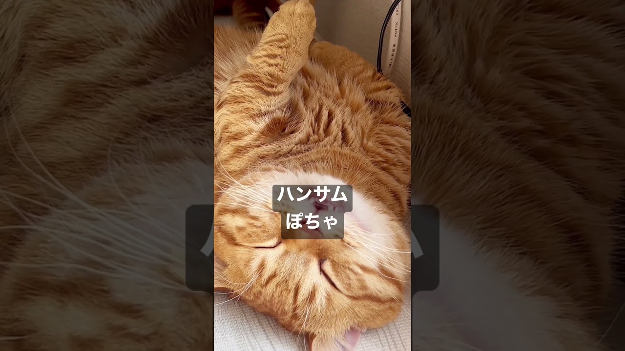 短足野郎マンチカンチーム #shorts