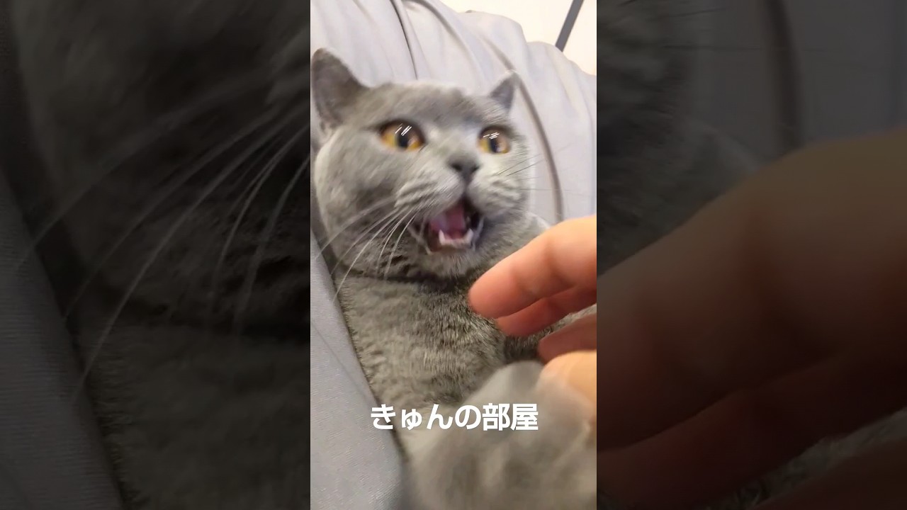ごきげんよう#ブリティッシュショートヘア #ねこ#cat#shorts #猫