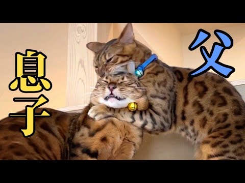 おい父猫！息子の頭蓋骨を噛むんじゃない
