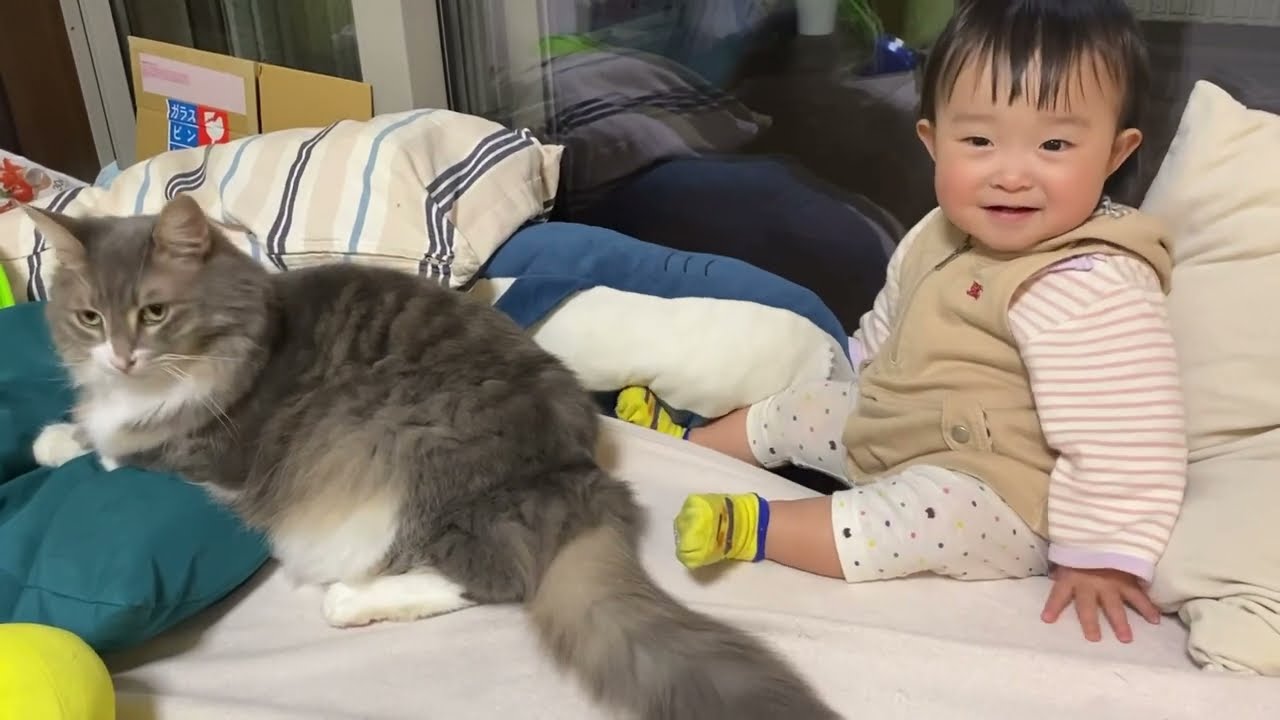赤ちゃんから軽いタッチを繰り返される猫　ノルウェージャンフォレストキャット　ラガマフィンA cat that is repeatedly lightly touched by a baby.