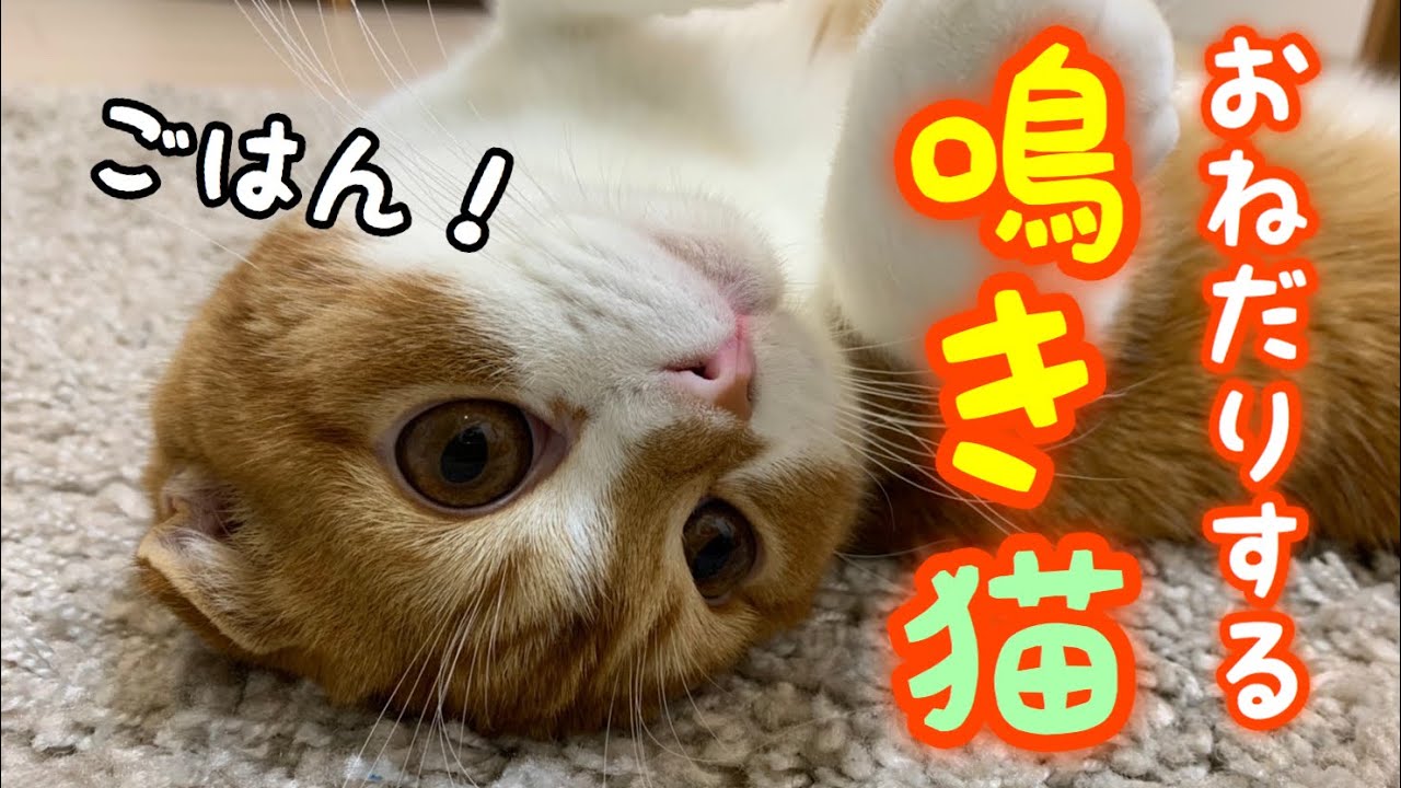 朝ごはんをねだる猫。甘える鳴き声が可愛い【スコティッシュフォールド】