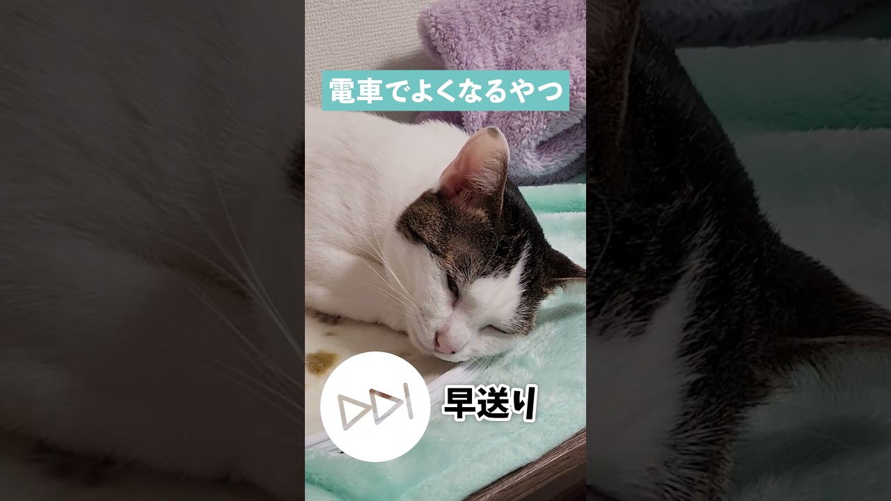 電車で人間がよくなるやつ、猫も目半開きでやってましたｗ