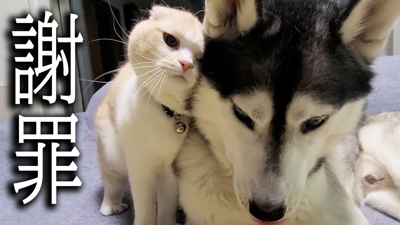 犬と喧嘩になり世界一かわいい謝罪する子猫がかわいい...