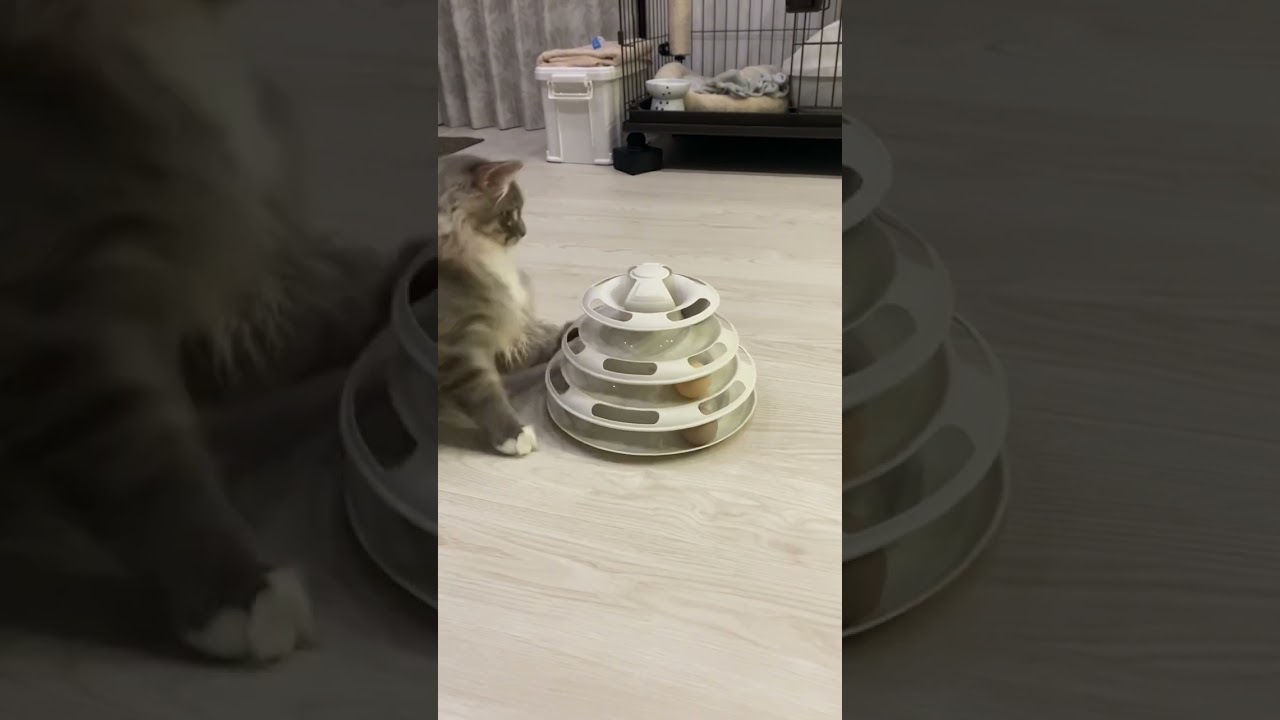 ボールが…とれない‼︎! #ねこ動画 #サイベリアン #モフモフ #cat #shorts