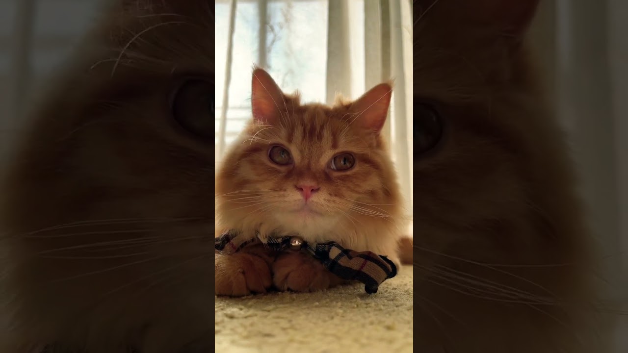 #shorts #ラガマフィン #子猫