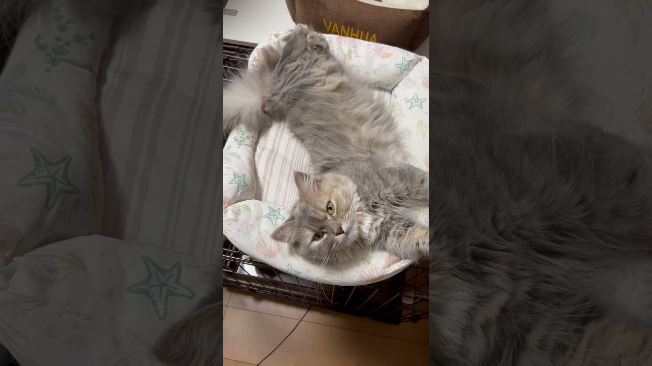 マイペースなねこ ₍ᐞ•༝•ᐞ₎◞ ̑̑♪ #shorts #猫 #ねこ #マンチカン