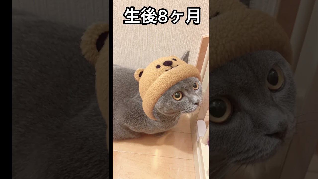 変わり過ぎ猫　#shorts #猫 #ブリティッシュショートヘア