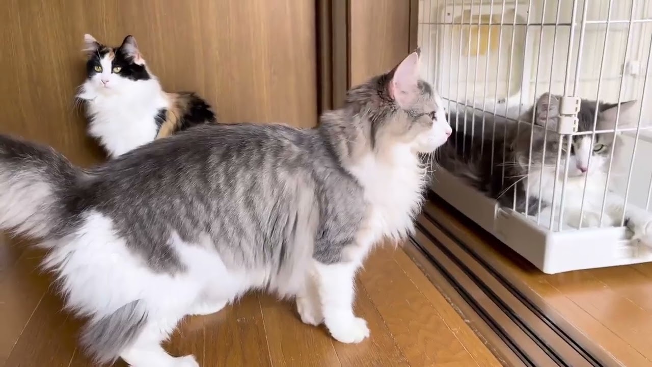 ノルウェージャンフォレストキャット 30日間の生命保証.DNA検査済みです ブラウンマッカレルタビー&ホワイト