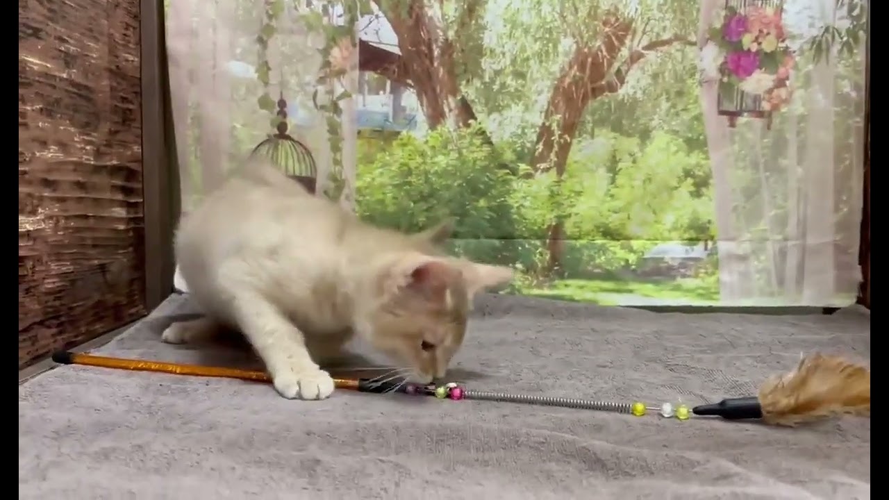 ソマリ フォーンの懐っこい女の子です！