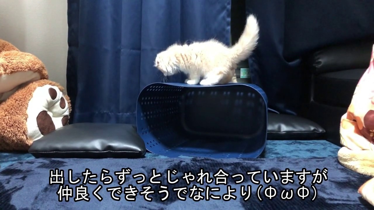 【スコティッシュフォールド】姉弟猫の慌ただしい日常part1【れお＆みお】