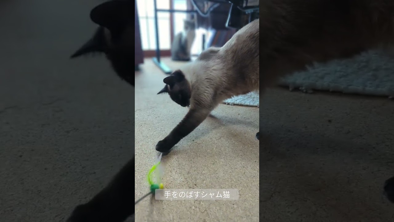 手を伸ばすシャム猫🐈 - Cats paws - #shorts #s