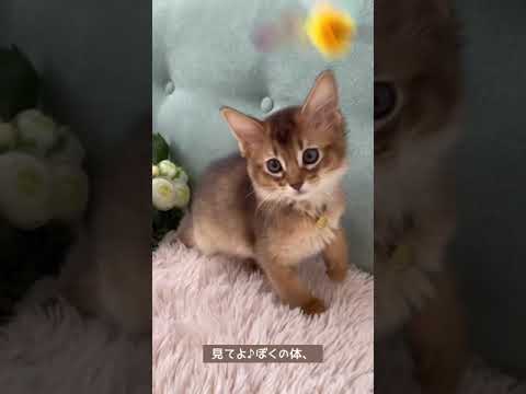 ソマリ キンカン(仮)カラーくっきりで表情が分かりやすい♡ ルディ（触ったらわかる気持ちイイやつ♪）