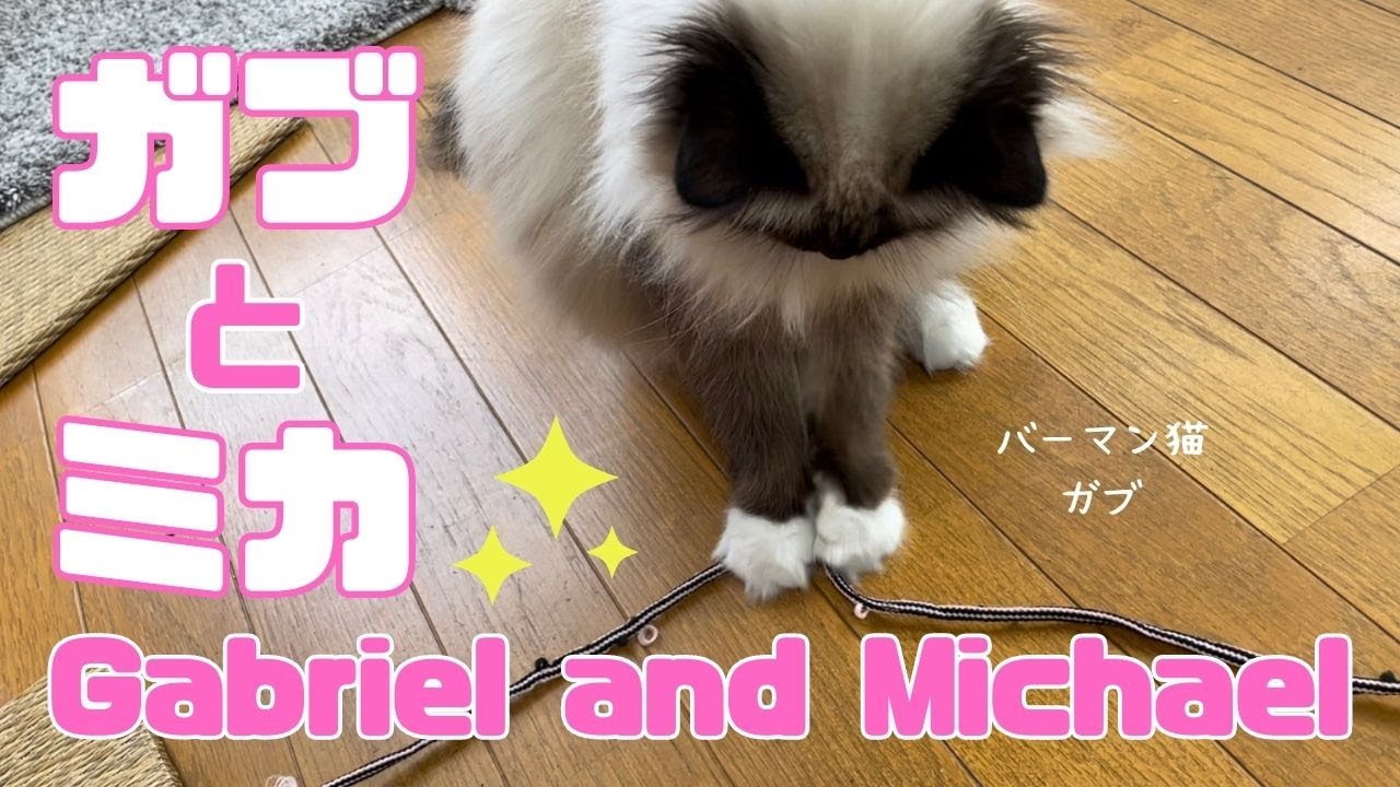 バーマン猫ガブとミカ【ガブとミカ】Gabriel and Michael（バーマン猫）Birman/Cat