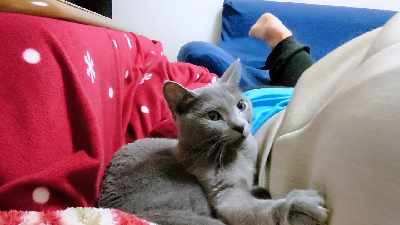 【猫動画】嫁が立とうとすると止めるロシアンブルー【russianbule】Russian blue that stops when the bride tries to stand