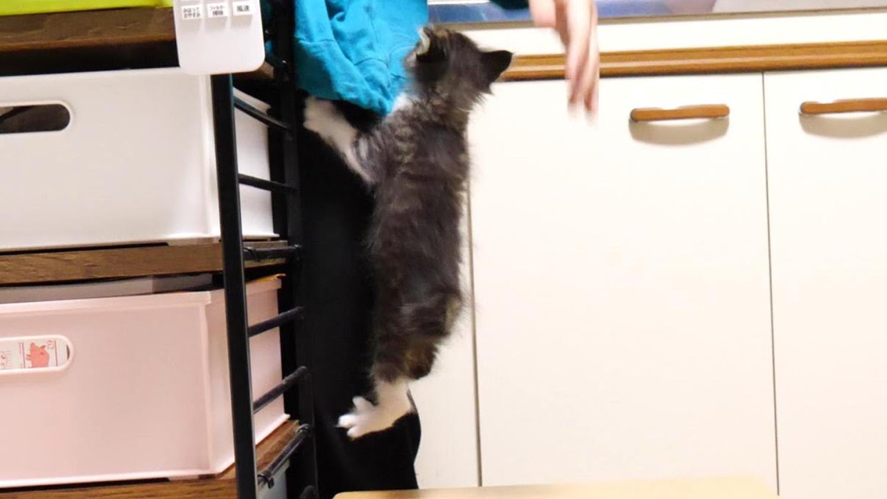 ご飯が待てない子猫がママにしがみつく【赤ちゃん猫　保護猫】