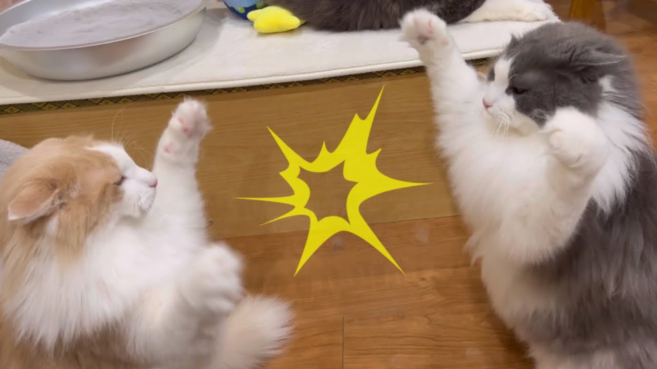 【バトル‼︎】猫パンチ合戦するノルウェージャンフォレストキャットww