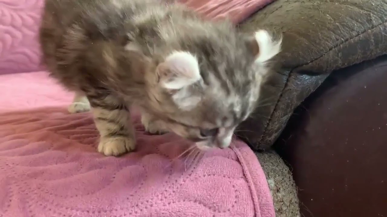 アメリカンカール 大きな瞳の美少女❤️綺麗なカール耳 シルバーパッチドタビー（ふわもこ 柔らかな長毛）