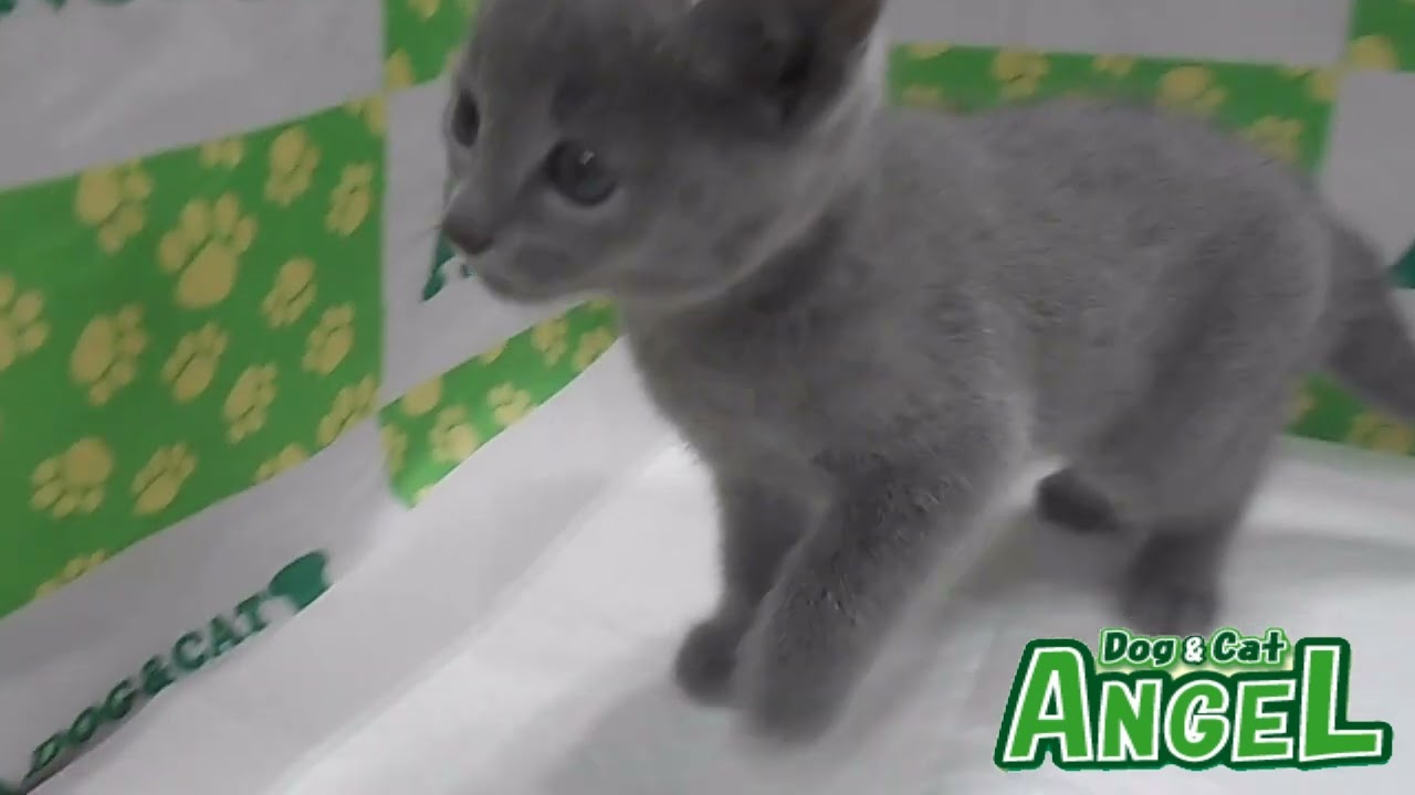ロシアンブルー 2303055 【ペットショップエンゼル　子犬・子猫販売】