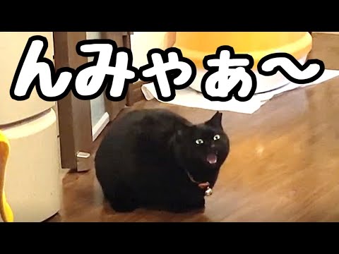 夜な夜な爆音で好きな雄猫（ポン）を呼ぶ黒猫