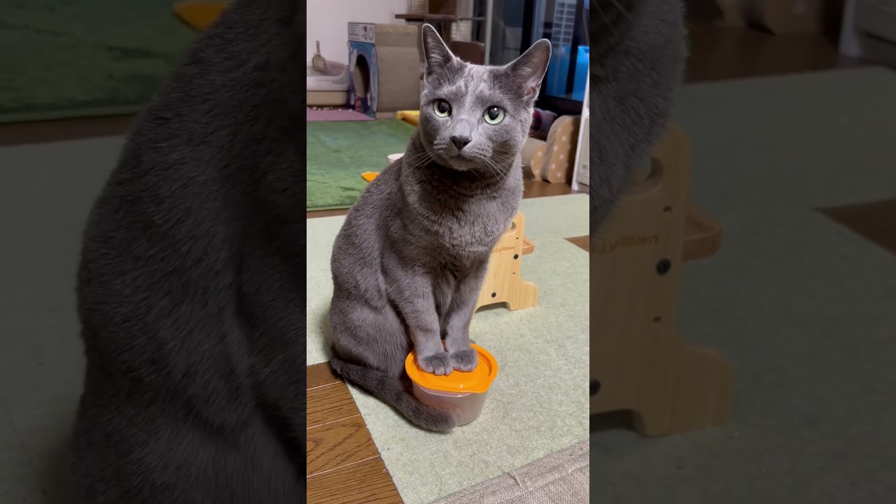 【ロシアンブルー】今朝のめろん、なぜかキョロキョロキョロ...🤔【猫】#shorts