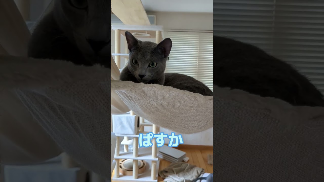 名前を呼んでみてね！🐈‍⬛😻  #ロシアンブルー #russianblue  #子猫