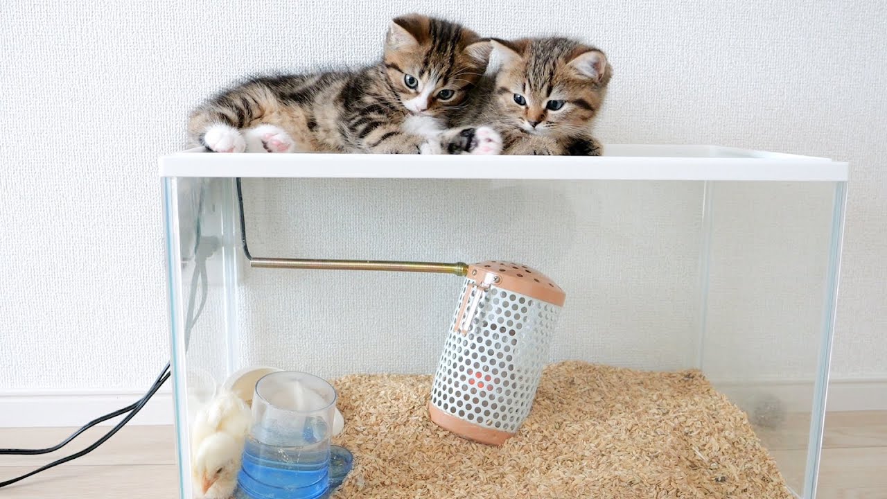 Kitten Chick Observation Diary: A group of too-cute watchers!