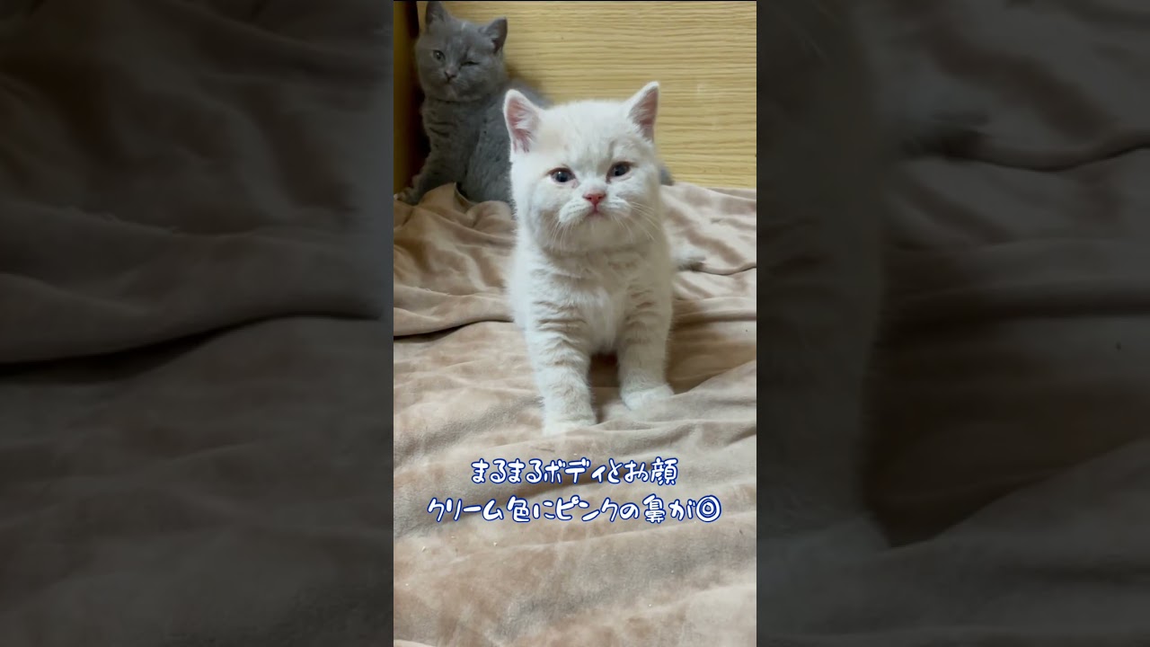 【クリーム色のブリティッシュショートヘア子猫】#shorts