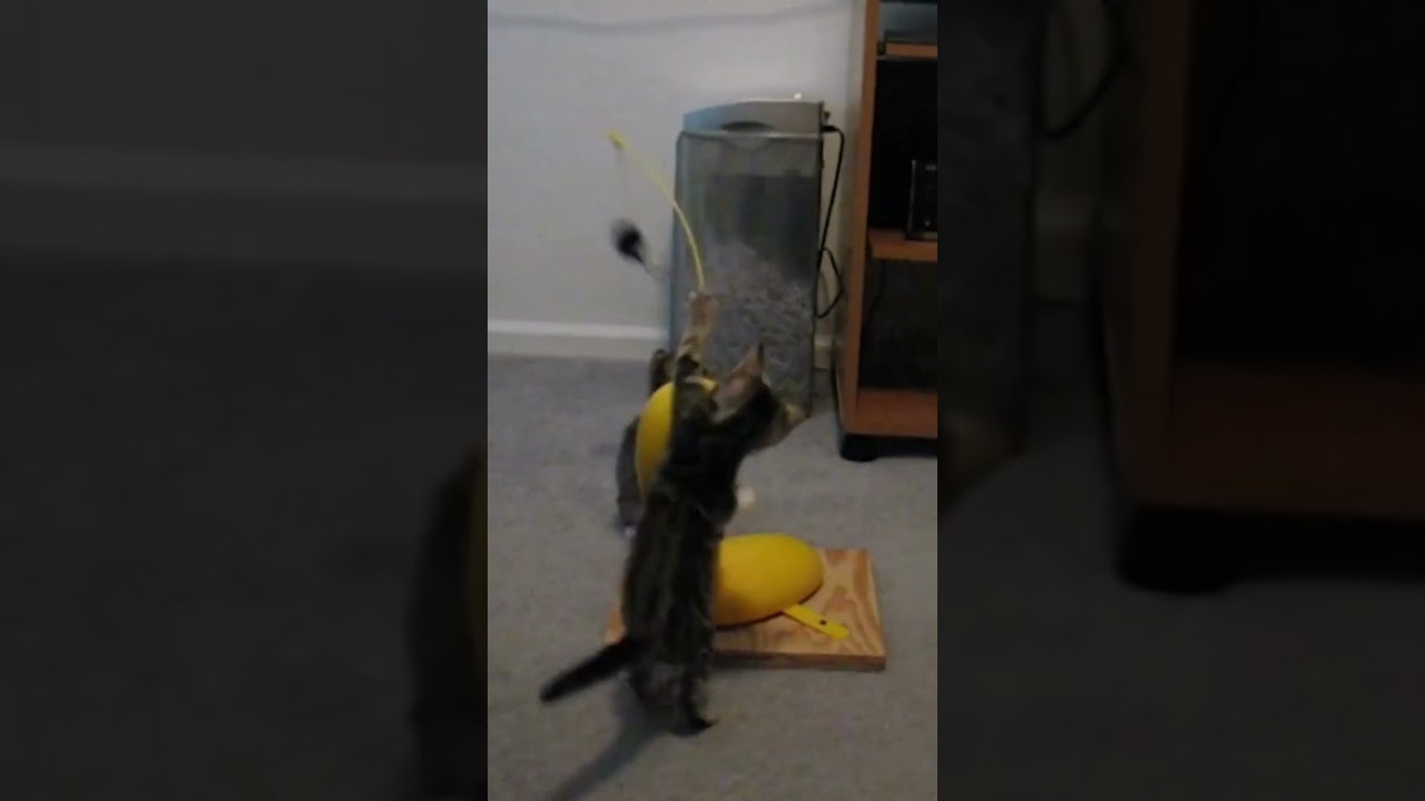 Funny Kitten Playing 😍😙😘 #shortsvideo #shorts #youtubeshorts #kitten #cats