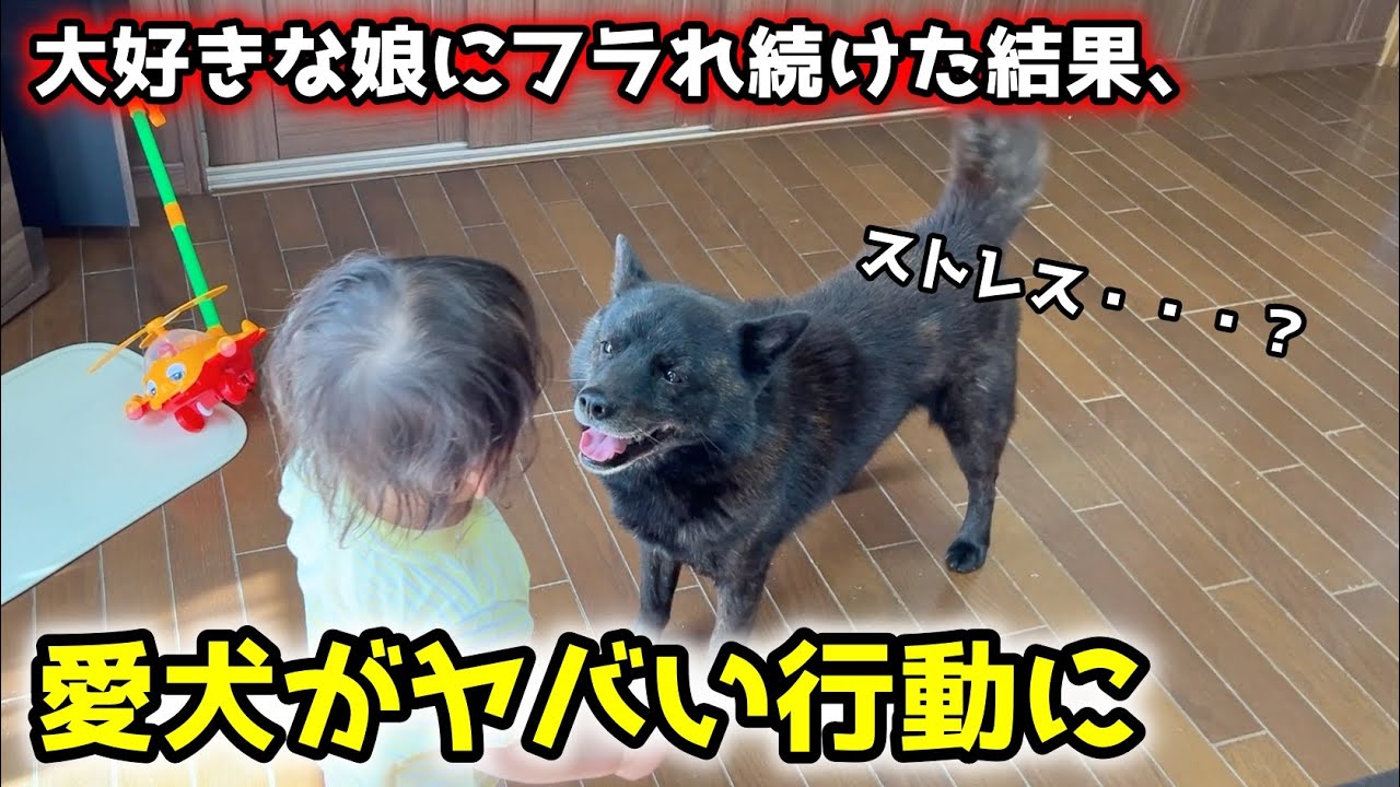 大好きな娘にフラれ続けた愛犬が、とうとうこうなってしまいました