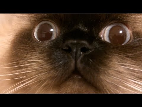 何かが見えている猫　ヒマラヤン