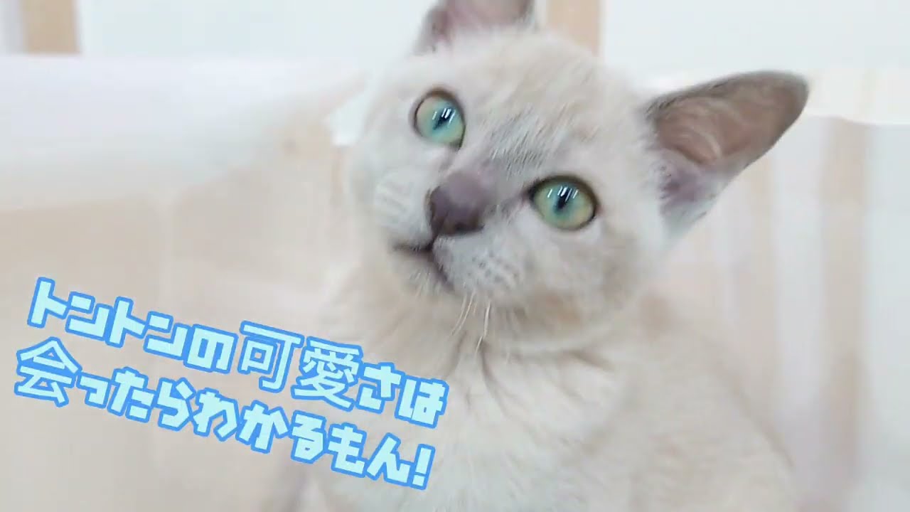 【今日のトンキニーズちゃん】3/30撮影