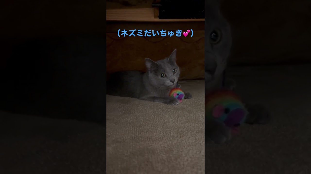 大好きなネズミさんと一緒にいたい猫（ロシアンブルー）#shorts