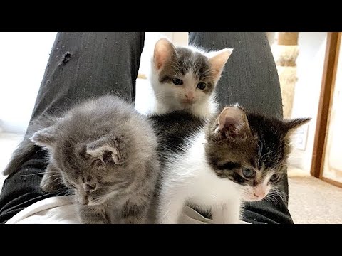 雷に驚いてお腹の上に避難する子猫