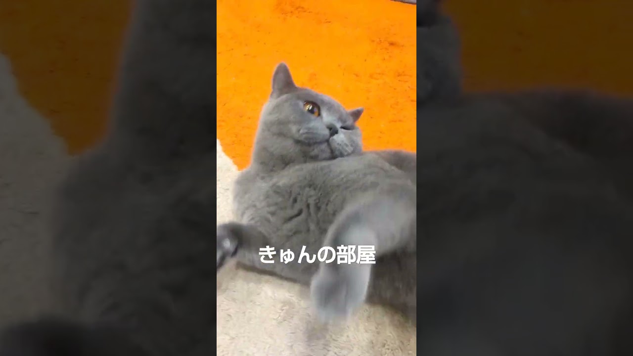 #ブリティッシュショートヘア #猫 #shorts #ねこ #cat