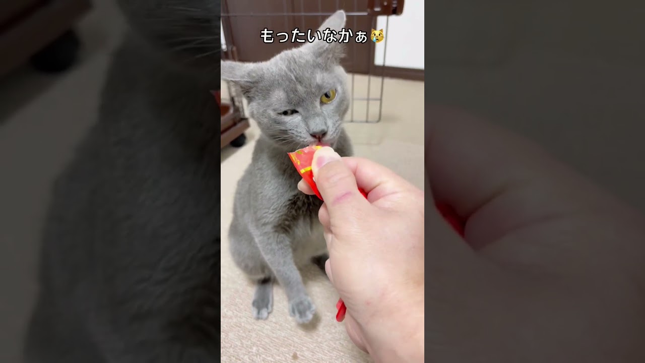 博多弁＆ロシアンブルー風の元野良猫・プチ怪獣アオくん、ちゅーるにメロメロ。 #Shorts