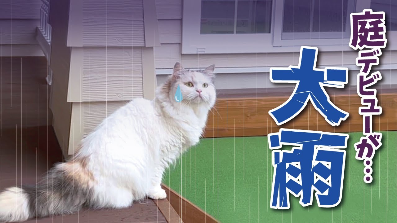 【悲報】初めてのお庭デビューがまさかの大雨でした…【関西弁でしゃべる猫】