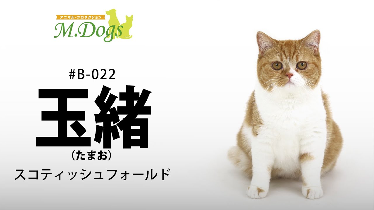 ペットモデル #B-022 スコティッシュフォールド「玉緒(たまお)」