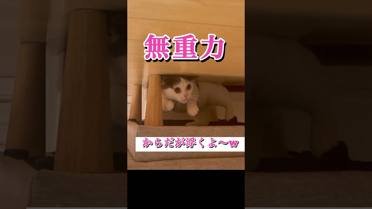 【身体が浮いた猫】#不思議 #アメショ #アメリカンショートヘア#雄猫 #無重力 #雄猫 #shorts