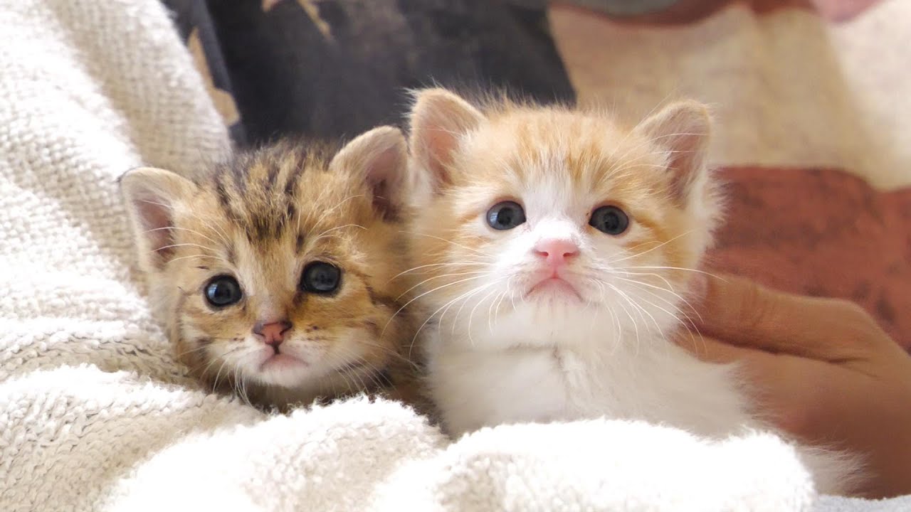 【緊急保護された子猫】寒い朝に迷子になってしまった子猫を保護【赤ちゃん猫　保護猫】