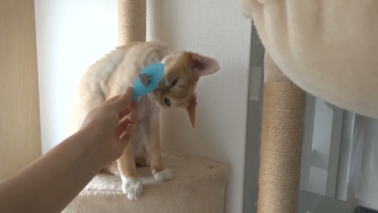 久しぶりに噛み噛みおもちゃで遊ぶデボン猫です(Devon Rex cat palying with a dental care toy)