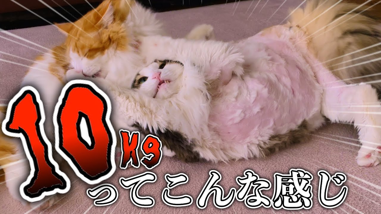 ほぼ10キロのノルウェージャンをサマーカットしたら落ち込んじゃいました