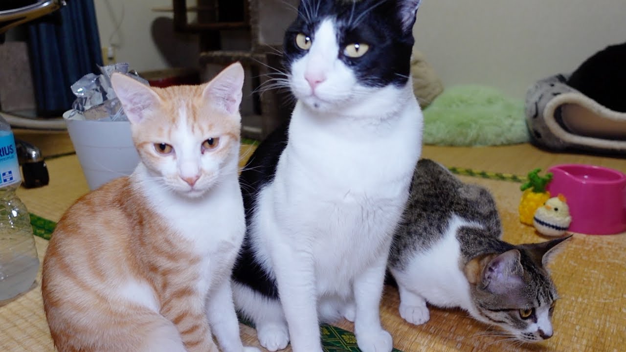 おやつが欲しくて必死におねだりしてくる子猫たち