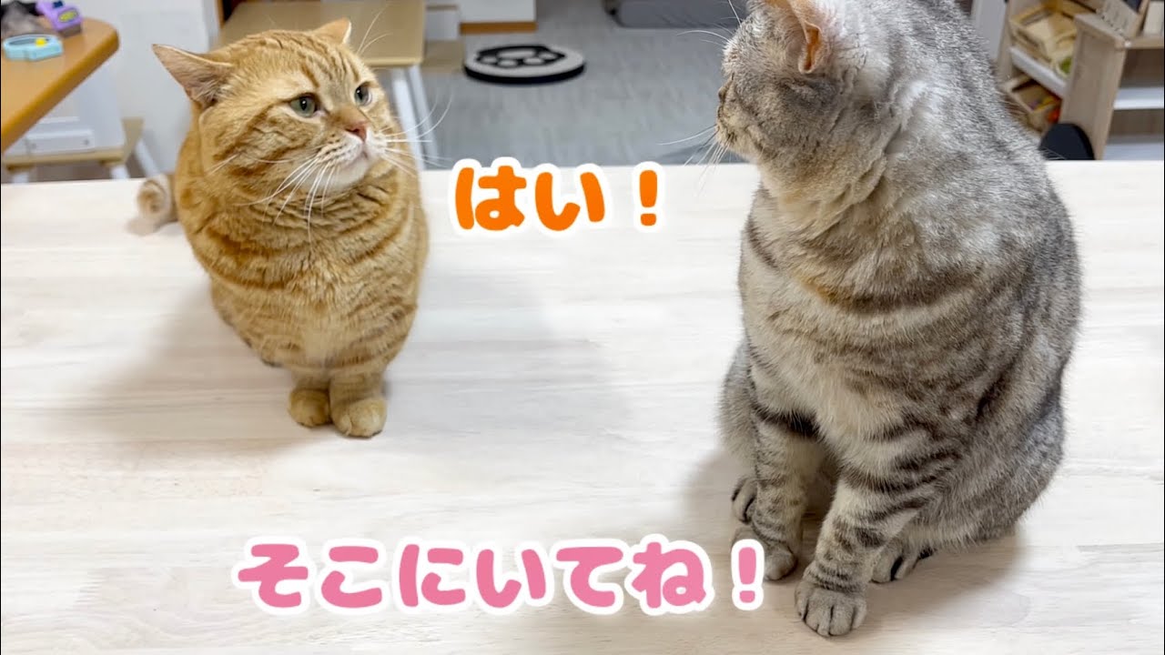 ポッポママが茶々パパを見張るようになりました！